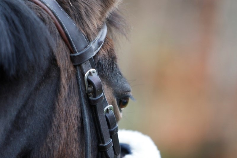 Ta forhåndsregler mot hesteinfluensa